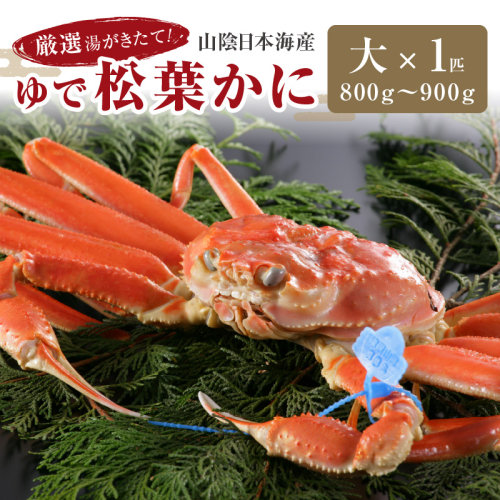 かに卸問屋がお届け・自社釜ゆで！山陰沖ゆで松葉がに 800ｇ～900ｇ 大サイズ（1月～3月発送）／北畿水産