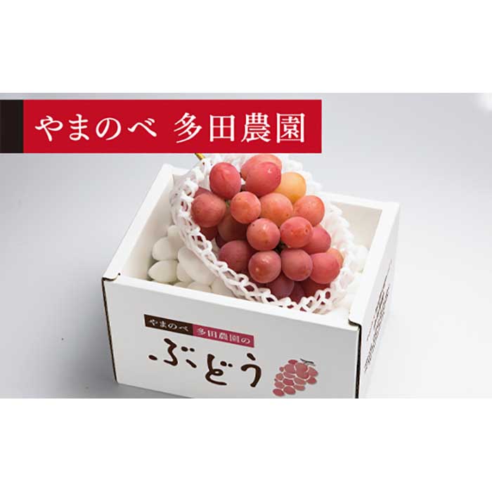 【ふるさと納税】≪2026年 先行予約≫クイーンニーナ1房入り《やまのべ多田農園のぶどう》 ぶどう ブドウ 葡萄 デザート フルーツ 果物 くだもの 果実 食品 山形県 F2Y-1791
