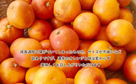 訳あり 西浦 国産 ブラッドオレンジ 3kg 西浦 柑橘 ブラット オレンジ 木負観光みかん園