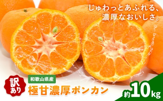 ご家庭用 極甘 柑橘 有田育ちの 濃厚 ポンカン 約10kg 有田マルシェ《1月中旬-2月下旬頃発送予定》和歌山県 日高町 国産 ぽんかん 訳あり 柑橘 果物 フルーツ ギフト 送料無料