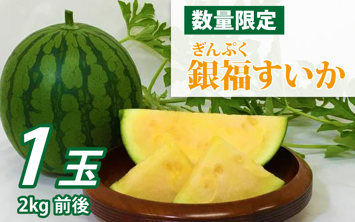 
            【先行予約】銀福（ぎんぷく）すいか 1玉 【６月中旬発送】 / 小玉すいか 西瓜 スイカ 新品種 高糖度 甘い 種少ない 国産 福井県 福井市 送料無料 [A-022004]
          