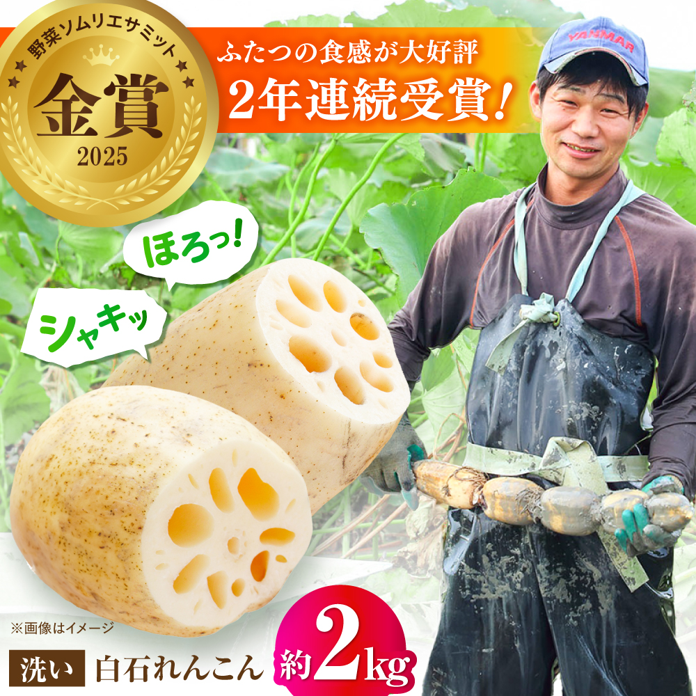 【野菜ソムリエサミット金賞】白石町産 絶品洗いれんこん約2kg【野中農園】 2026年8月～発送 [IDC002]