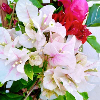 ふるさと納税 藤枝市 【母の日に!】ブーゲンビリア 鉢植え あんどん仕立て チョコレートパフェ 5号 |  | 02