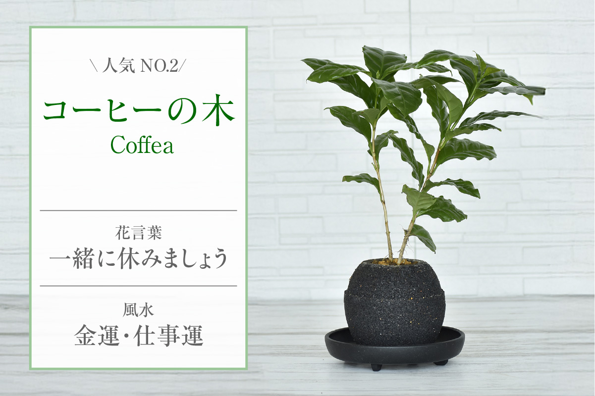 アクアプラントポット®　玉Ｓ（ブラック） 植木鉢　コーヒーの木（2089）
