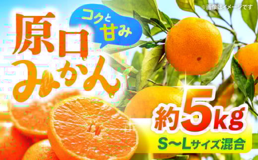 みかん 【12月より発送開始】 原口みかん 約 5kg （S～Lサイズ混合） 長崎 西海 みかん ミカン 原口みかん 5kg みかん ＜横坂農園＞ [CFW001]