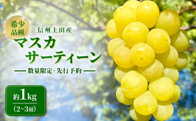 
                  マスカサーティーン 信州上田産 約1kg 2～3房 ぶどう ブドウ 1kg 種なし 皮ごと 果物 くだもの フルーツ デザート 旬の果物 旬のフルーツ 長野県上田市[№5312-1637]
                