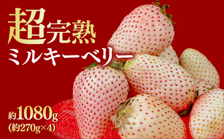 いちご【1月中旬以降発送】朝採れとミルキーベリー レギュラー 約270g ×４パック 合計1080g |イチゴ いちご