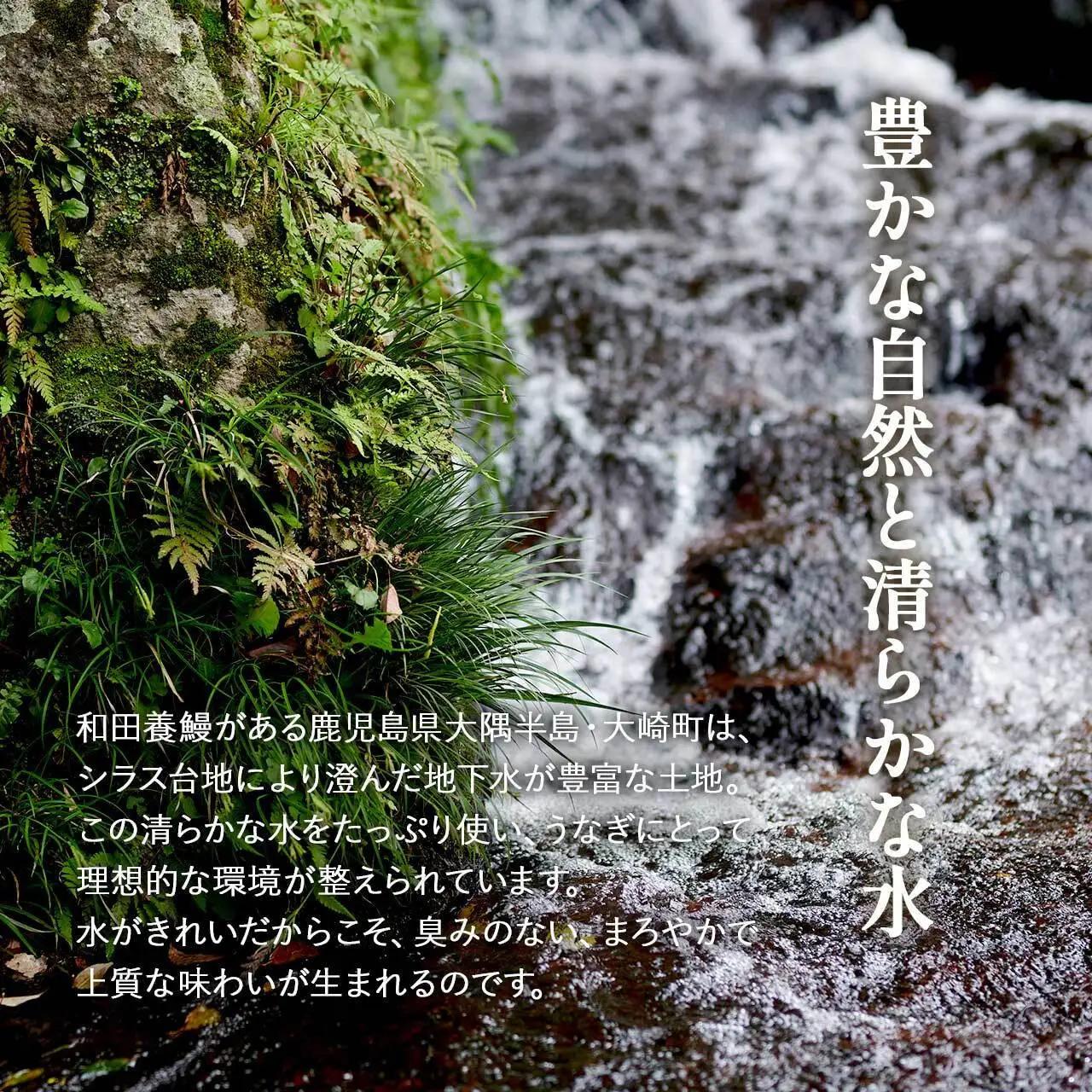 ふるさと納税限定　鹿児島県 大崎町産 国産 うなぎ 長蒲焼 2尾 計320g以上 | 鰻 うなぎ うな重 ひつまぶし ウナギ 人気 おすすめ 大隅半島 DU001