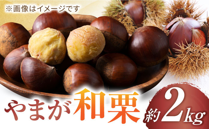 
                  【先行予約】やまが和栗 利平 約2kg【鹿本農業協同組合】 [ZAG003]
                