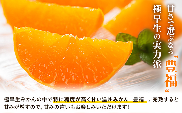 【先行予約】果物 フルーツ みかん 極早生みかん 豊福 約10kg 都呂々みかん生産者グループ《2026年10月中旬-11月下旬頃出荷》 ミカン 蜜柑 柑橘 生産者直送 産地直送 天草 苓北 送料無料