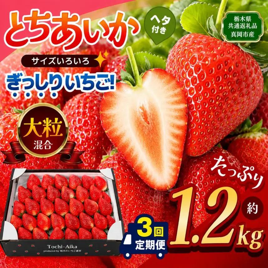 【先行予約】【定期3回】ぎっしり とちあいか 大粒（サイズ不揃い） 約1.2kg | 【栃木県共通返礼品】いちご とちあいか ぎっしり サイズ 不揃い 大粒 新鮮 甘い  数量 限定 美味しい 果物 共通返礼品 フルーツ デザート 栃木県 那珂川町 送料無料