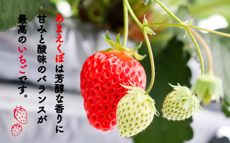 あまえくぼ 1080g 苺 いちご いちご いちご いちご いちご いちご いちご
