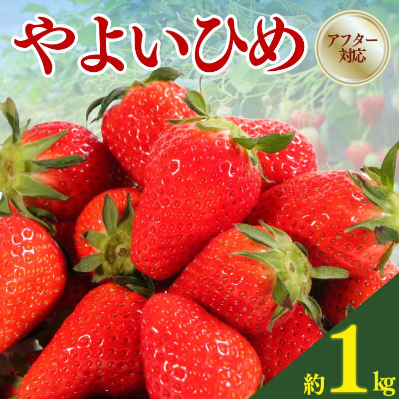 【ふるさと納税】 先行予約 いちご やよいひめ 約1kg （250g×4パック） 苺 ストロベリー 果物 フルーツ ジャム ゼリー ケーキ いちご大福 フルーツサンド ショートケーキ 期間限定 国産 ふるさと納税 ふるさと納税いちご 冷蔵 10000円 送料無料 千葉県 銚子市 神原いちご園