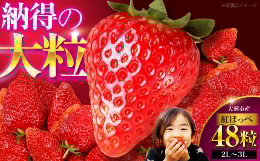 いちご 紅ほっぺ 48粒 （24粒×2箱）【順次発送】 果物 くだもの フルーツ いちご イチゴ 苺 ストロベリー 大粒 甘い 大容量 ジャム 愛媛県産 大洲市産 産地直送 高級 ご褒美 贅沢 おすすめ 人気 お取り寄せ 送料無料 贈答 ギフト 愛媛県大洲市/有限会社西山青果[AGAR002]