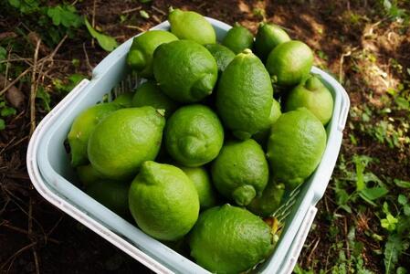 レモネード　900ml×3本セット