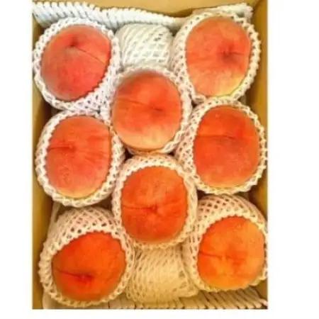 田中さんの白桃3kg | 樹上完熟にこだわった長野県中野市の桃です【配送不可地域：離島】【1725318】