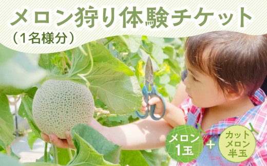 《 先行予約 》マルカ農園　メロン狩りチケット メロン メロン狩り めろん 箱詰め どうまい 定期便 フルーツ 果物 愛知県 田原市 産地直送 夏 糖度 青肉 人気 ご家庭用 ド甘い 高級 国産 くだもの おいしい