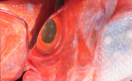 漁師直送　天然地金目鯛　９００ｇ～１ｋｇ　１匹