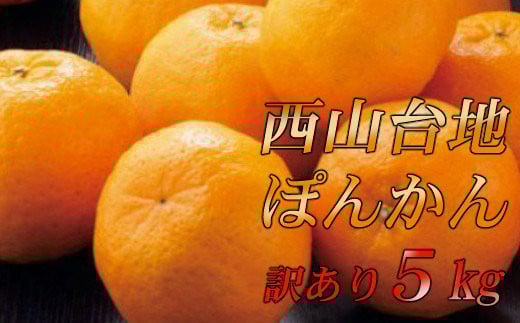 
            家庭用　柑橘　産地直送　数量限定　訳あり　ポンカン　５ｋｇ
          