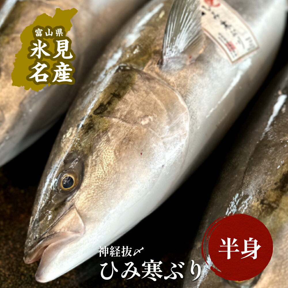 【ふるさと納税】 【先行予約】 ひみ寒ぶり朝どれ ＜半身＞（神経抜〆8～10kgの半分） ｜富山湾 氷見 氷見漁港 能登 寒ブリ 半身 天然鰤 天然 鮮魚 ブリ 産地直送 期間限定