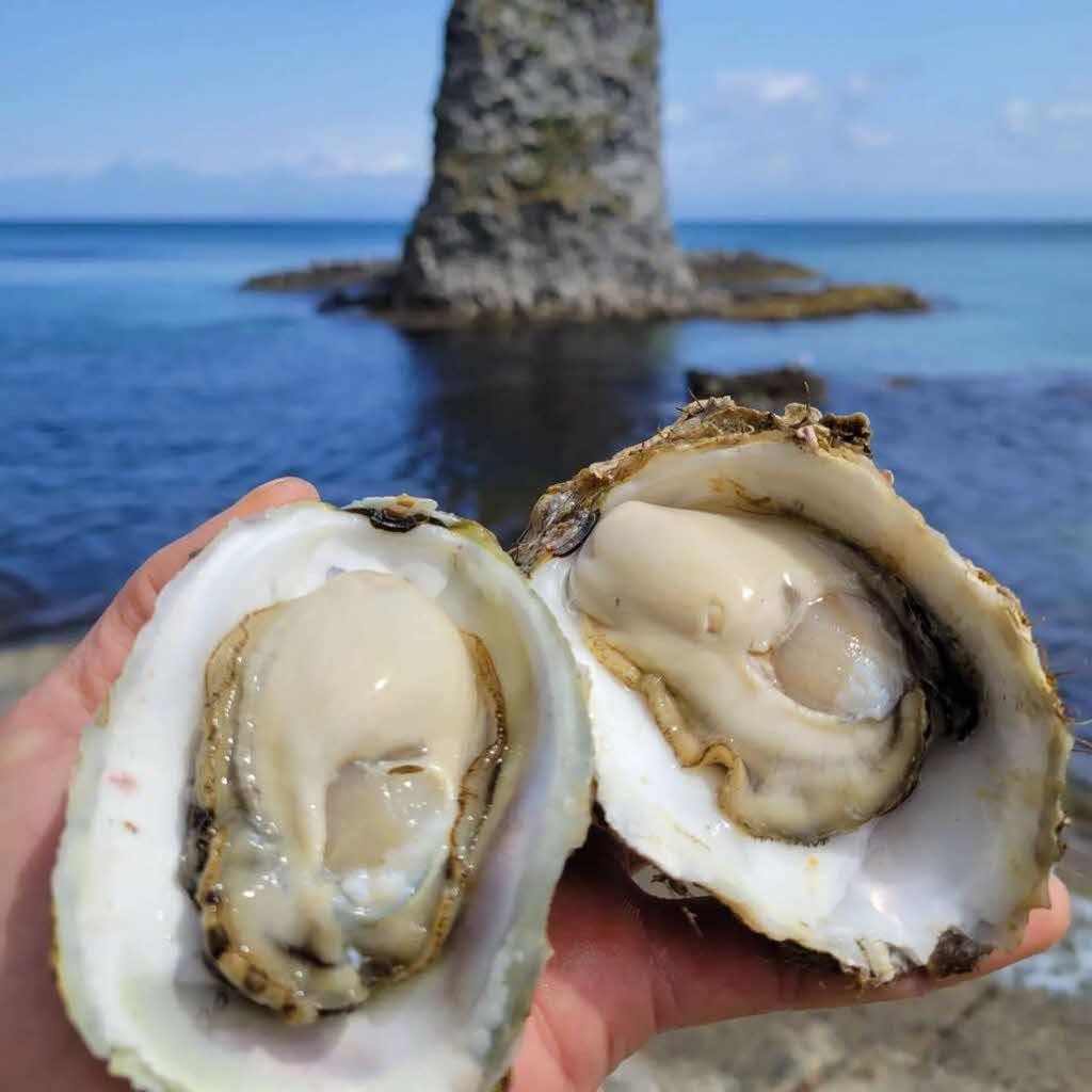 【先行予約 2025年7月20日より発送】奥尻島産養殖岩ガキ【Mサイズ】殻付き　10個入り（加熱食用）～豊かな海が育てた海の宝石～ OKUY001