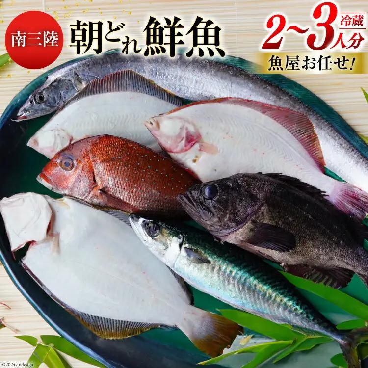 鮮魚 詰め合わせ 朝どれ鮮魚BOX 2～3人前 下処理済み FAK-0025