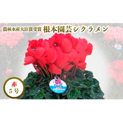 ふるさと納税 南相馬市 【2026年 先行予約】シクラメン レッド 5号 | 花ギフト プレゼント 贈答 花苗 根本園芸