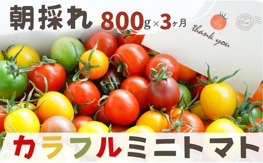 
【3か月定期便】げんき農場のカラフルミニトマト 800g×3回
