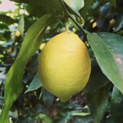 ふるさと納税 大崎上島町 中原観光農園のオーガニックレモン 約3kg [有機JAS認証] |  | 01