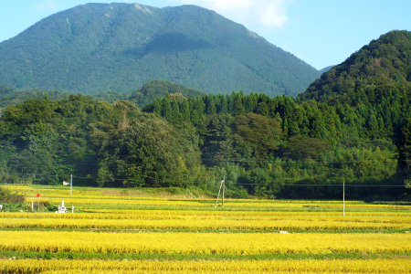 令和７年島根県産コシヒカリ10㎏（5㎏×2袋）【令和7年産 お米 コシヒカリ 10kg こしひかり 2025年産 米 おこめ こめ 島根県産】