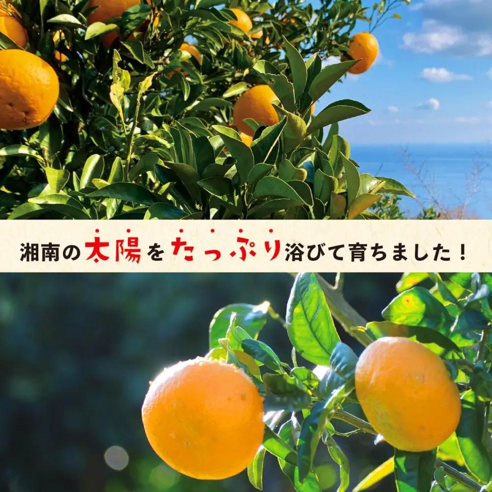 無添加ドライフルーツ(みかん)20g×2袋入【 神奈川県小田原市 ドライフルーツ ドライフルーツ】