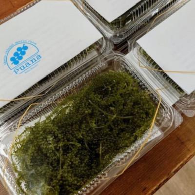 ふるさと納税 伊平屋村 ぷちぷち濃厚 伊平屋の「生」海ぶどう 100g×2パック |  | 02