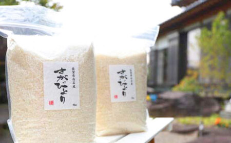 【令和5年産】【九州米・食味コンクール3年連続入賞！】こだわりのさがびより 10kg（白米） /令和5年度産 米 特別栽培米 白米 ブランド米 さがびより さがのお米 米粒が大きくしっかり お米の甘味