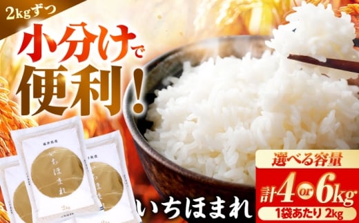 【2026年1月中旬より順次発送】【いちほまれ 2kg×3袋】福井県産 いちほまれ 2kg×3袋 合計6kg 福井県 ブランド米 / 白米 精米 甘みとつや 小浜市 / シマダ農園 [BFAV014]