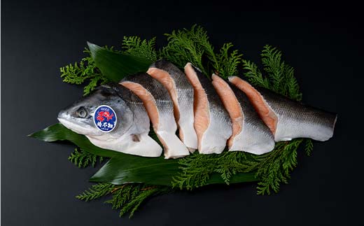 【目利きの達人セレクト】天然 時不知 （トキシラズ） 白鮭 1尾 希少 初夏の鮭 脂のり抜群 時鮭 鮭 海鮮 魚 鮮魚 さけ サケ しゃけ シャケ 時不知 ときしらず 北海道 釧路市 F5F-0073