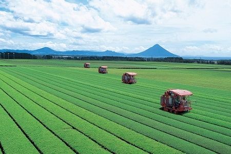 051-19 貴重！知覧玉露3本セット