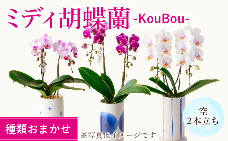 ミディ胡蝶蘭 KouBou 空 2本立ち 洋蘭 観賞用 贈答用 植物