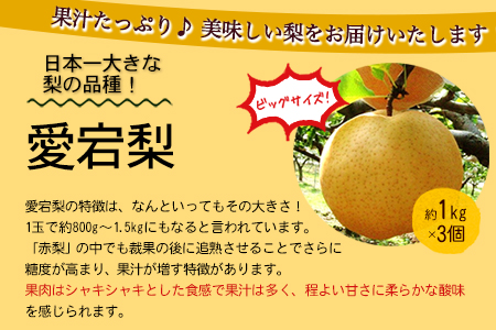先行予約 愛宕梨 ＆ フルーツジャムセット 《12月上旬‐2月中旬頃出荷》 水車の里フルーツトピア 岡山県 矢掛町 梨 ジャム 果物 フルーツ