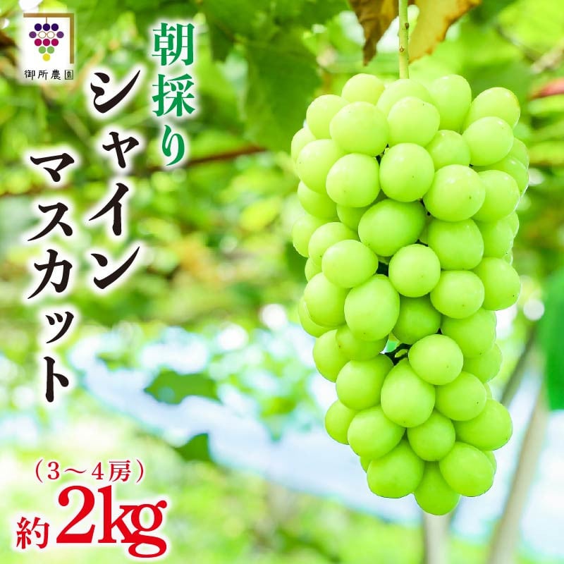 
            シャインマスカット 2kg 3～4房  ＜出荷時期：2025年8月下旬～2025年9月下旬頃＞フルーツ ぶどう 葡萄 【内祝い 内祝 お祝い 御祝い 御祝 お礼 御礼 プレゼント ギフト 贈り物 御所農園 徳島県 阿波市 】
          