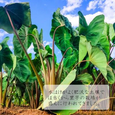 ふるさと納税 中山町 中山町町制70周年【芋煮会発祥の地中山町産里いも】山形県伝統野菜 子姫芋(こひめいも)3kg |  | 01