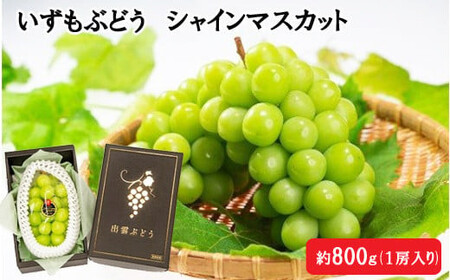 【2026年8月中旬以降発送】いずもぶどう シャインマスカット(800ｇ見当) 美味しい フルーツ 甘い 果物 出雲市産 