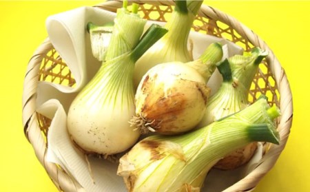 【先行予約！】春の万能 野菜 セット 約 5kg / じゃがいも 玉ねぎ 人参 旬野菜 詰め合わせ / 南島原市 / 長崎県農産品流通合同会社[SCB064]