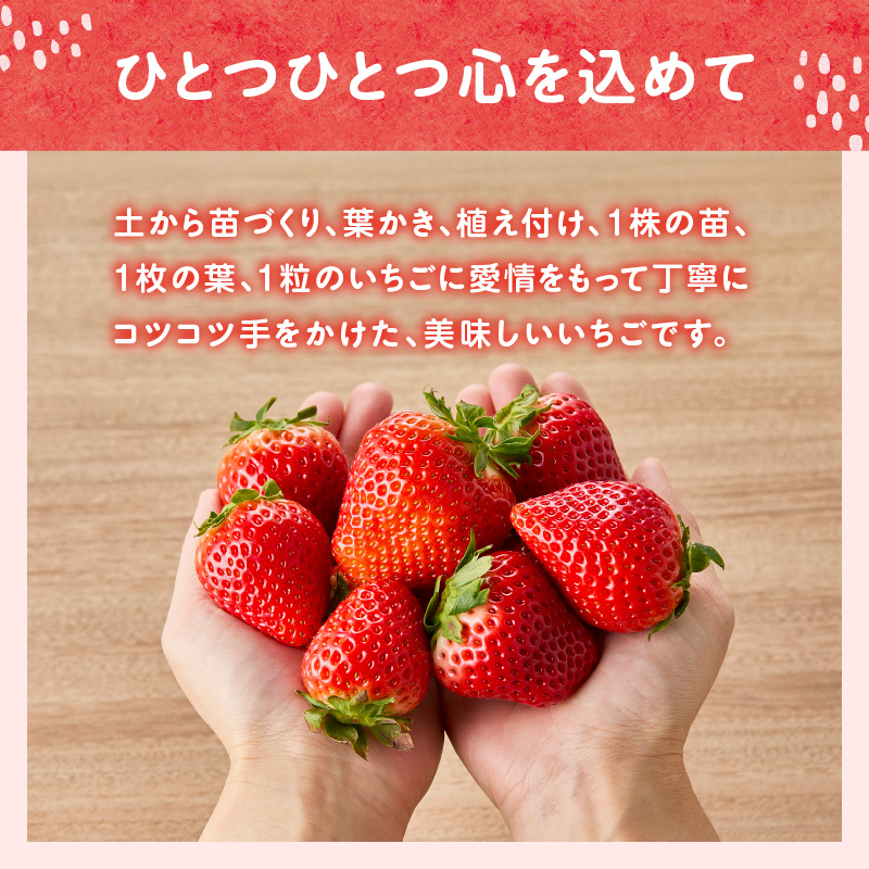 ★予約受付★平川いちご農園 佐賀県玄海町産いちご「いちごさん」2025年1月～4月順次配送
