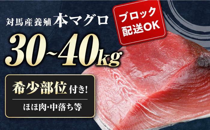 対馬産 本マグロ 1尾 計30~40kg《対馬市》【対海】[WAH005] マグロ まぐろ 鮪 本鮪 本マグロ 養殖 1本 トロ 中トロ 中とろ 大トロ 大とろ 赤身 刺身 カマ 冷凍 海鮮 魚 ブロック 柵 お祝い パーティー 贈答