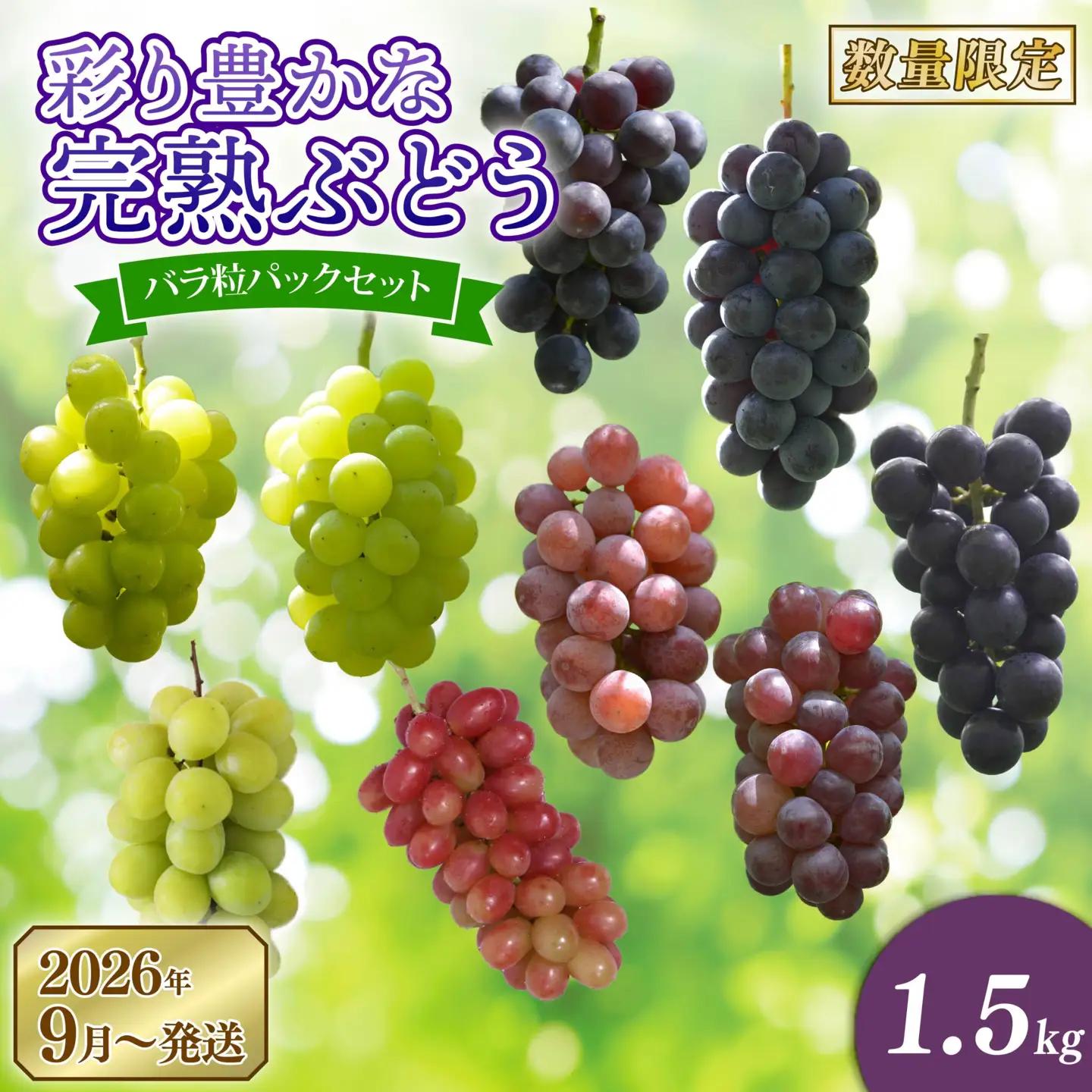 彩り豊かな完熟ぶどう バラ粒パックセット 1.5㎏【tbb02】