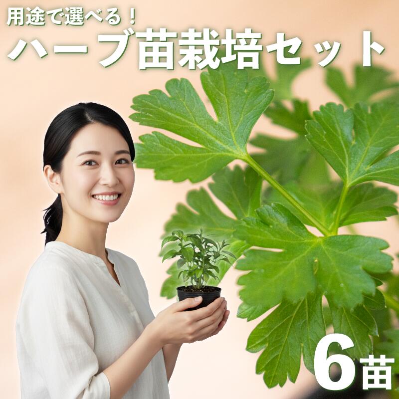 【ふるさと納税】 ハーブ 苗 栽培キット 6品種 花苗 苗木 ガーデニング 寄せ植え プランター 土 肥料 付き プレゼント 育成セット 日用品 園芸 花苗 おすすめ セット ポタジェガーデン 埼玉県 羽生市