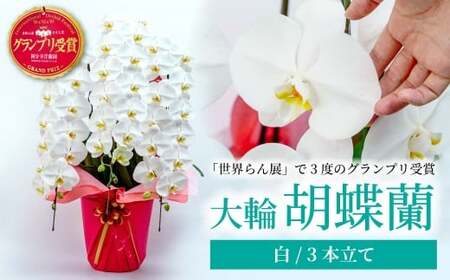 胡蝶蘭 白 3本立て | 祝花 プレゼント 国分寺洋蘭園