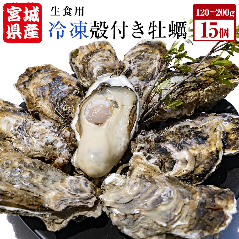 【ふるさと納税】牡蠣 殻付き 生食 可 15個（5個入×3袋） 宮城県産 冷凍 生食用 小分け カキ かき オイスター 魚介類 海産物 海鮮 生牡蠣 蒸し牡蠣 生かき 厳選 濃厚 大粒 BBQ バーベキュー 浜焼き 海鮮焼き レンジ 調理 宮城 石巻 宮城県 石巻市