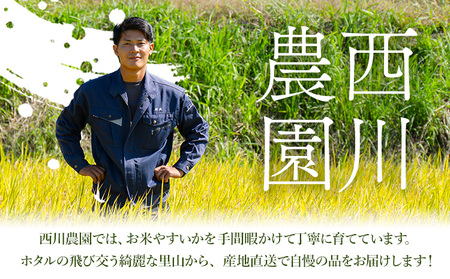 令和7年産 米 にこまる 約10kg (10kg×1袋) こめ コメ 玄米 西川農園《30日以内に出荷予定(土日祝除く)》 熊本県 荒尾市 米 玄米 こめ 