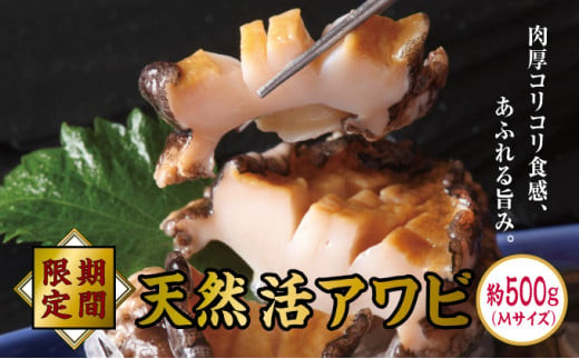 
                  【期間限定】活アワビ約500g Mサイズ あわび 500g  天然 鮑 あわび アワビ お刺身 活 松前町
                